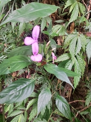 Dicliptera roxburghiana