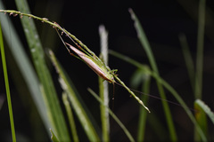 Conocephalus longipennis