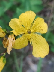 Hypericum richeri burseri