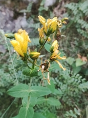 Hypericum richeri burseri