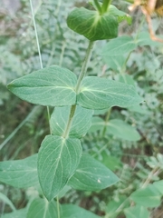 Hypericum richeri burseri