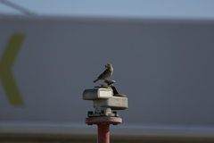 Passer domesticus