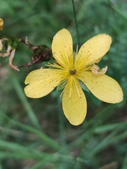 Hypericum richeri burseri