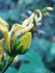 Hypericum richeri burseri
