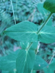 Hypericum richeri burseri