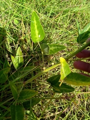 Desmodium tweedyi