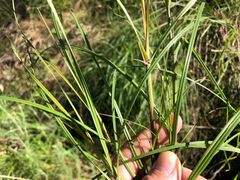 Digitaria breviglumis