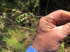 Digitaria breviglumis