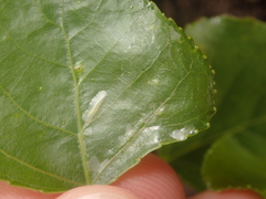 Phyllocnistis unipunctella