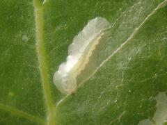 Phyllocnistis unipunctella