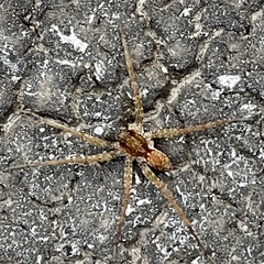 Lycosidae