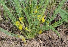 Astragalus buchtormensis