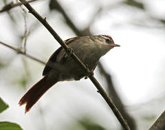 Phacellodomus rufifrons