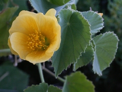 Abutilon leucopetalum