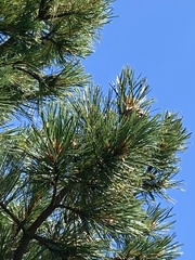 Pinus cembra