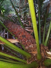 Lepidozamia hopei
