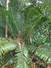 Lepidozamia hopei