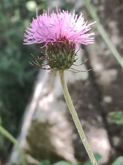 Carduus defloratus carlinifolius