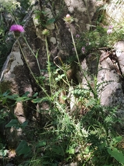 Carduus defloratus carlinifolius