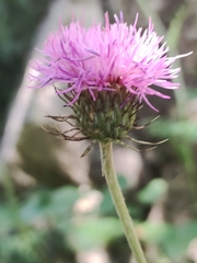 Carduus defloratus carlinifolius