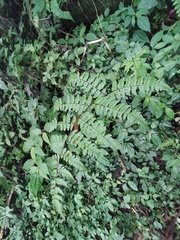 Cornopteris banajaoensis