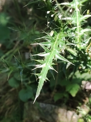 Carduus defloratus carlinifolius