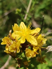 Hypericum maculatum maculatum