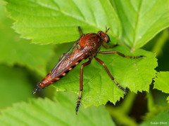 Diogmites basalis
