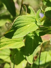 Hypericum maculatum maculatum