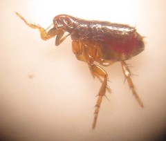 Ctenocephalides