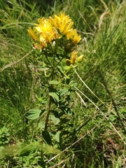 Hypericum maculatum maculatum