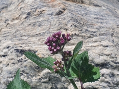 Adenostyles leucophylla