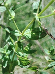 Hypericum maculatum maculatum