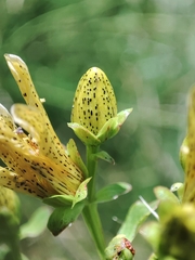 Hypericum maculatum maculatum