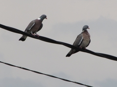 Columba palumbus