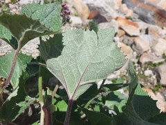 Adenostyles leucophylla