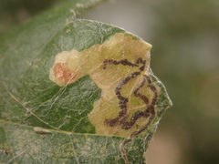 Stigmella hybnerella
