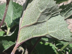 Adenostyles leucophylla