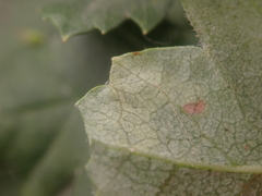 Stigmella hybnerella