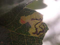 Stigmella hybnerella