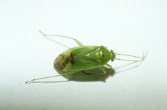 Neolygus contaminatus