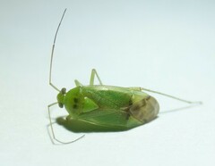 Neolygus contaminatus