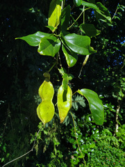 Mucuna gigantea