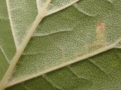 Stigmella lemniscella