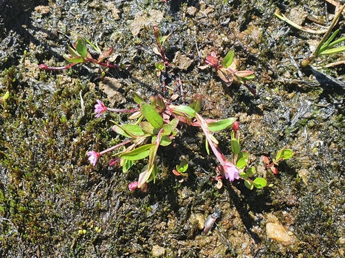 Pimpernel willowherb (Epilobium anagallidifolium)
