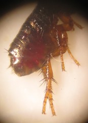 Ctenocephalides