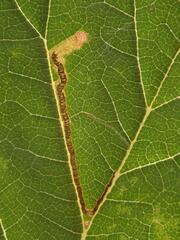 Stigmella lemniscella