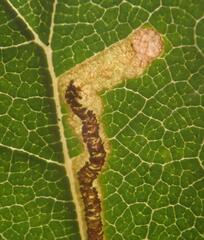 Stigmella lemniscella