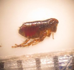Ctenocephalides
