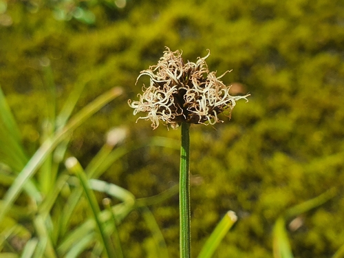 Carex foetida, photograph 5